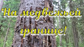 Медвежья граница на таёжной тропинке заметил несколько отмеченных медведем деревьев липкая жидкость [upl. by Thetis552]