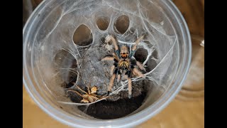 Chromatopelma cyaneopubescens moult 3 Feeding time [upl. by Arabrab]