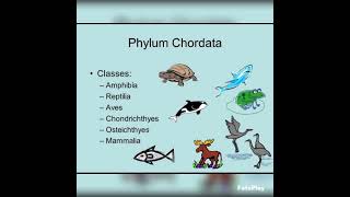 phylum chordata diagrambiology zoology bsczoology zoologybsc shortsyoutubeshorts [upl. by Einnol]