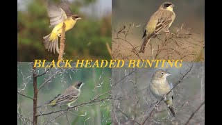 Black Headed Bunting Male amp Female  Migratory Bird  Emberiza melanocephala  Halisahar 24 PgsN [upl. by Wright]