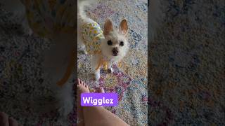 Warning‼️Only if you like puppies‼️ rescue doglover morkie pets shorts funny cute dogs [upl. by Micheline206]