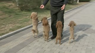 So cute Welltrained Dogs Get Popular Online [upl. by Lay369]