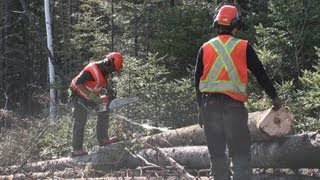 Abattage manuel et débardage forestier au cfp de Duchesnay [upl. by Alvita529]