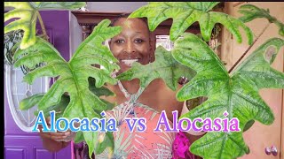 Comparing and Identifying Alocasia Varieties [upl. by Ilek]