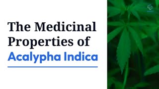 Discover the Amazing Benefits of Acalypha Indica  Natures Healing Herb [upl. by Emilio]