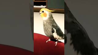 Bird singing 😀😀😀song dance [upl. by Merv]