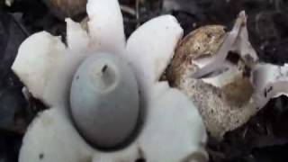 Geastrum saccatum [upl. by Namsaj826]