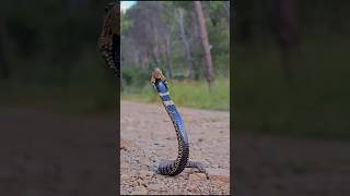 Ringnecked spitting cobra Hemachatus haemachatus [upl. by Veedis]