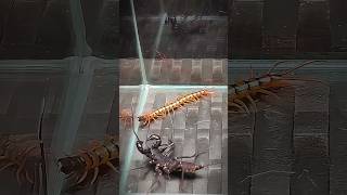 Vinegaroon vs Scolopendra  Uropygi vs centipede [upl. by Vergil]