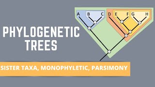 READING PHYLOGENETIC TREES ALL ABOUT SISTER TAXA MONOPHYLETIC GROUPS PARSIMONY [upl. by Christiansen479]