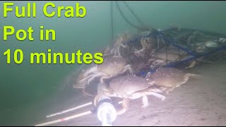 Full Crab Pot in 10 Minutes [upl. by Nannah]