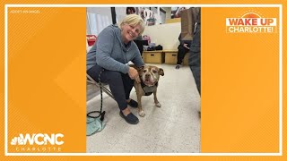 Senior NC rescue dog gets adopted [upl. by Ennybor]