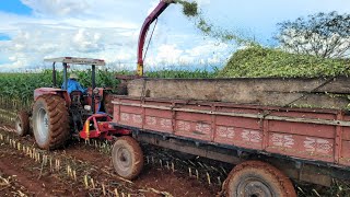 TRATOR MASSEY FERGUSON 275 COM ENSILADEIRA MENTA 11 COLHENDO MILHO PRA SILAGEM [upl. by Yendahc391]