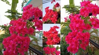 Bougainvillea Flowering TipsBougainvillea Flowers Bloom in my garden [upl. by Margot]