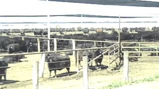 GooNoo Feedlot Tour 2012  Part 3 [upl. by Debee]