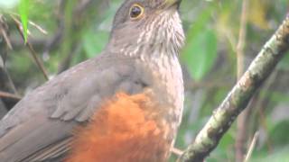 Zorzal colorado Turdus rufiventris [upl. by Dex]