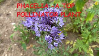 Phacelia  One of the Best Pollinator plants [upl. by Eelahc934]