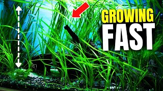 Here Are 15 Fast Growing Aquarium Plants That Combat Algae [upl. by Enitram317]