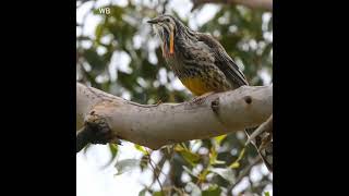 Discover the Yellow Wattlebird Tasmanias Largest Honeyeater [upl. by Allemat16]