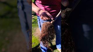 Planting Bare Root Fruit Trees Graft Union Tips for Success orchard [upl. by Rockwell]