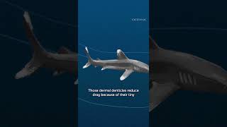 Shark Skin Inspires Several Human Innovations [upl. by Robenia]