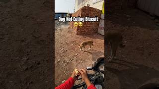 Dog Not Eating Biscuit 🥺🥺shorts yt dog animals [upl. by Maitland910]