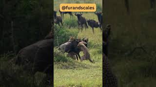 Cheetah Group Hunt Wildebeest [upl. by Aiello]