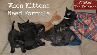 When Kittens Dont Get Enough Milk From Mom 😺 Formula amp Fleas Foster Litter 15 [upl. by Aem]