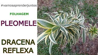 PLEOMELE OU DRACAENA REFLEXA VAMOSAPRENDERJUNTOS [upl. by Aubry]