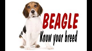 BEAGLE  KNOW YOUR BREED [upl. by Ddarb]