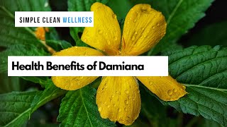 Health benefits of damiana [upl. by Arny105]