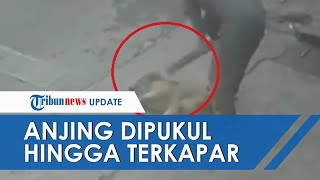 Viral Video Pria Pukul Anjing di Medan Pakai Kayu hingga Patah Anjing Langsung Terkapar Kaku [upl. by Sinnej]