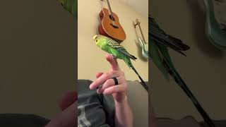 He’s so cute and he says so himself birds budgies parrot kiwiandpixel playtime pets [upl. by Bitthia]