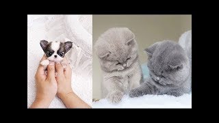 ♥Cute Dogs and Cats Doing Funny Things 2018♥ 9  FunnyAnimals [upl. by Seravaj488]