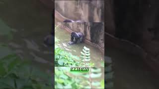 Harambe the Gorilla A Tragic and Controversial Tale harambe gorilla animals zoo [upl. by Nolyad]