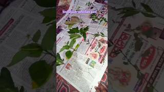 Herbarium project part 1 [upl. by Olvan]