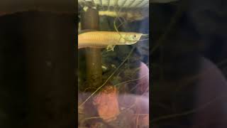 Discover The Stunning Albino Arowana Fish [upl. by Aseral]