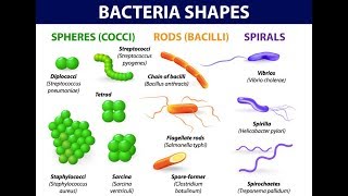 Microbiology of Bacterial Morphology amp Shape [upl. by Teodorico]