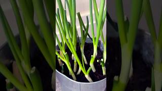 Grow Green Onions From Cuttings  spring onions gardeningshortfeed outdoorgardening ytshorts [upl. by Onaimad]