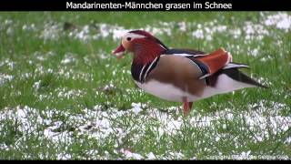 Mandarinenten grasen im Schnee  Mandarin duck in snow  Aix galericulata 1080p HD [upl. by Kahl]