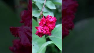 Lagerstroemia indica or Crepe myrtle or Furush plant flower shorts [upl. by Harad]