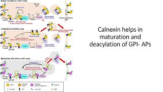 Calnexin helps in maturation of GPIAPsglycosylphosphatidylinositolanchored proteins Code 619 [upl. by Ahseital]