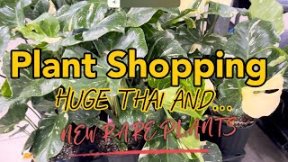 Plant Shopping Huge Thai Constellation and NEW Plants Drop at Walmart [upl. by Jameson]