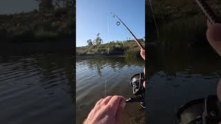 fisherman sportfish fishing sportfishing sport bluegill fish angler lakefishing sandiego [upl. by Sile]