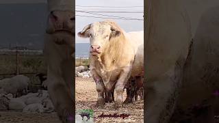 Mashallah amazing cow boll 🐂🐄🔥cow animals shorts viralvideo foryou 2024 [upl. by Ahsram]