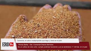 Camelina el cultivo multipropósito que llego y crece en el país [upl. by Aisat559]