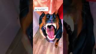 Growling Rottweiler tooth inspection Hands on [upl. by Yenahc]