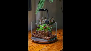 Carnivorous plant moss terrariums diy tutorial carnivorousplants terrarium [upl. by Notliw662]