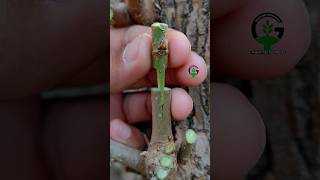 Most simple grafting techniques for fruit plants gardening inpirational video trendingtoday [upl. by Norrv]