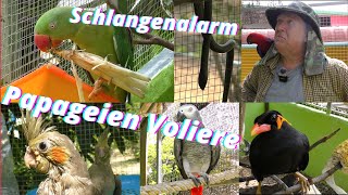 Thailand Papageien und Nymphensittiche Voliere Schmuckbaumnatter in die Voliere [upl. by Acilgna861]